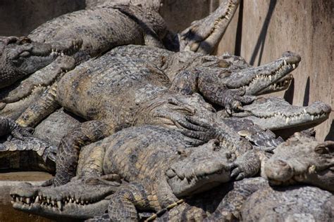 are crocodile farms cruel